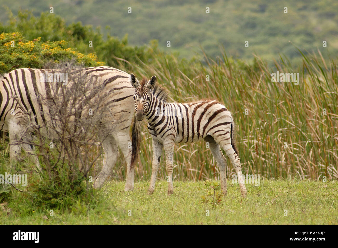 Baby Zebra Stock Photo