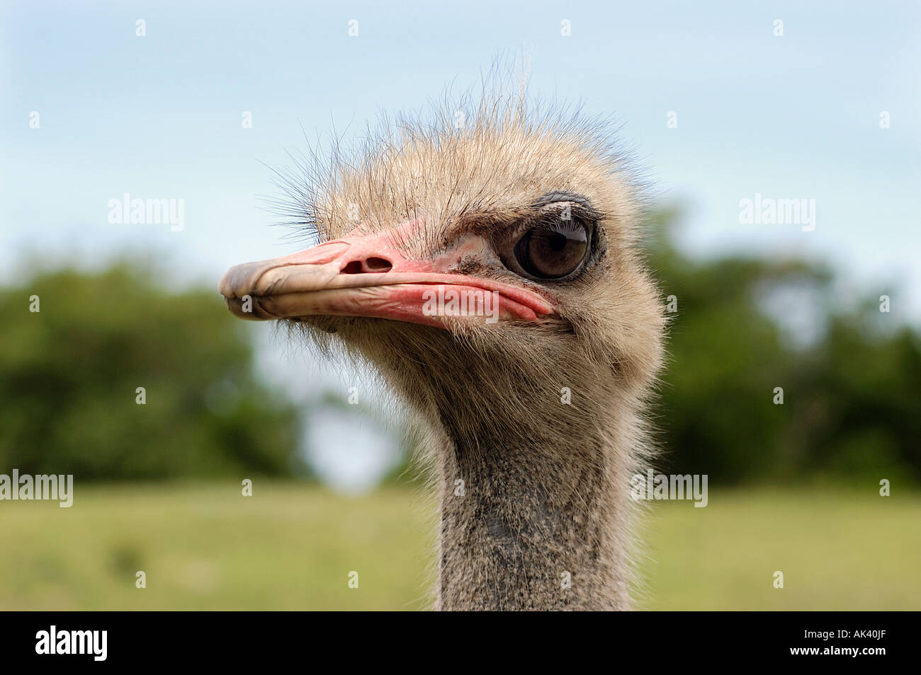 Ostrich hair hi-res stock photography and images - Alamy