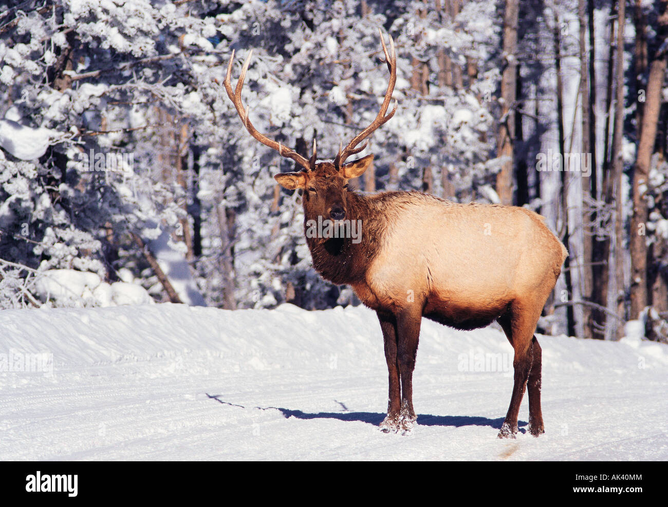 Camouflaged elk hi-res stock photography and images - Alamy