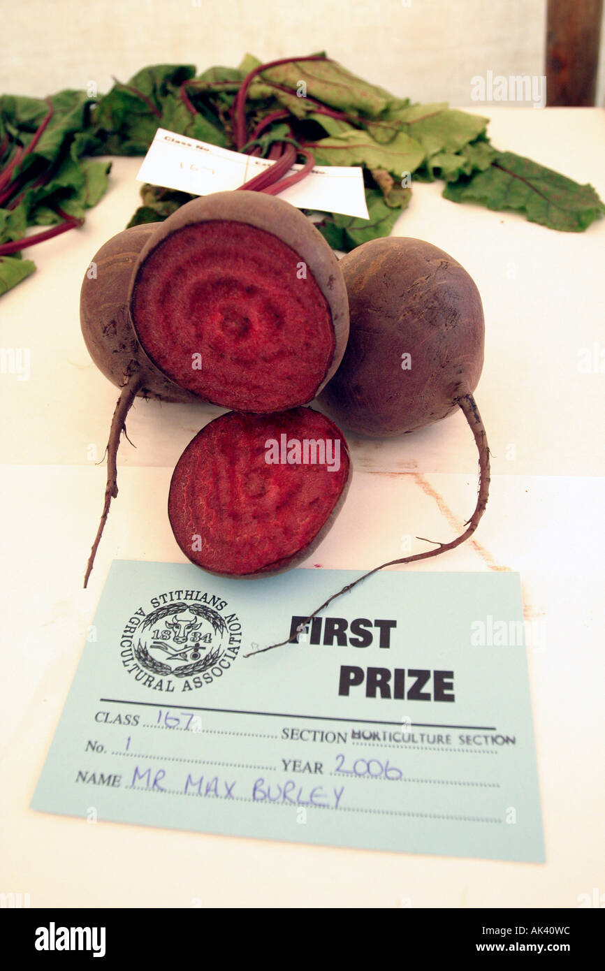 Beetroot First Prize at local agricultural show, UK Stock Photo