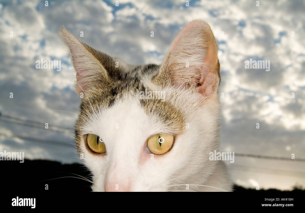Closeup portrait of domestic cat Stock Photo - Alamy