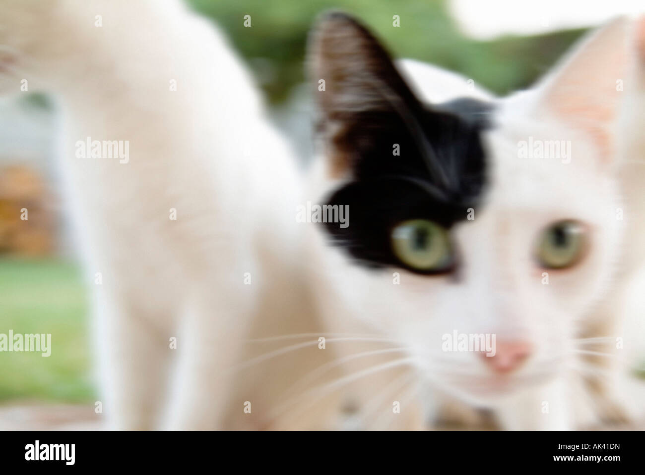 Closeup portrait of domestic cat Stock Photo - Alamy