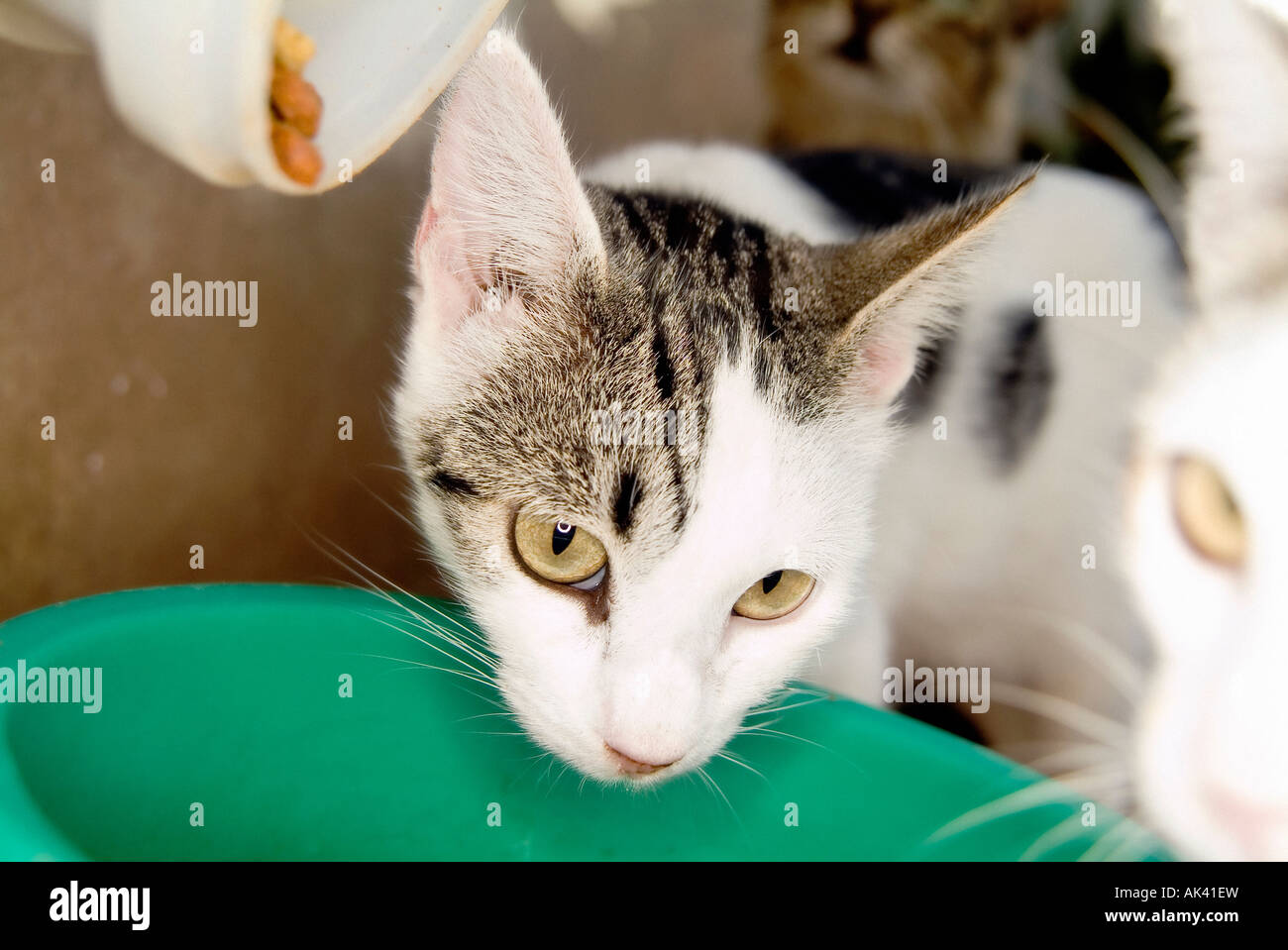 Group of domestic cats eating up Stock Photo Alamy