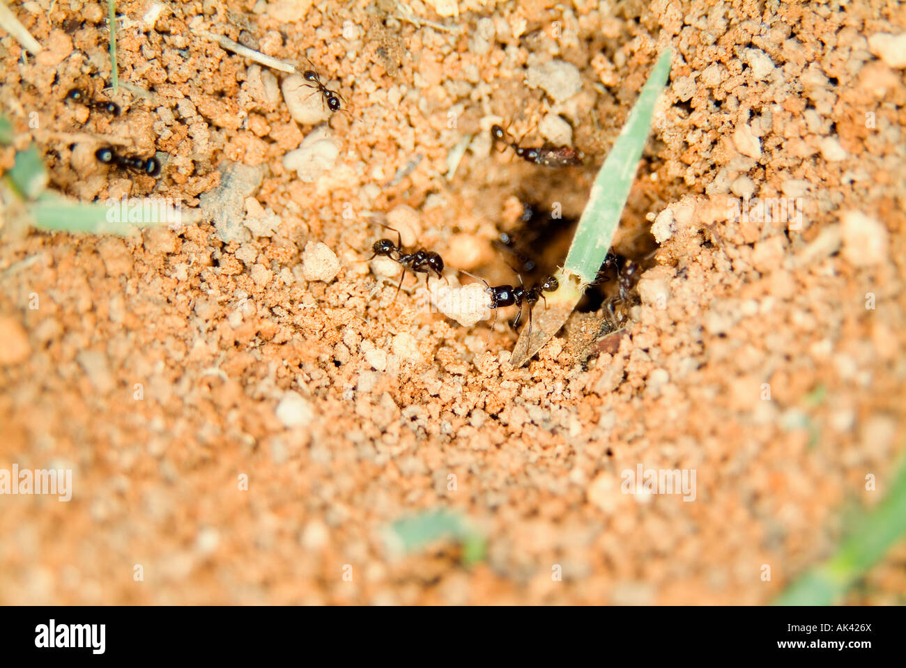 Ants Colony close-up Stock Photo