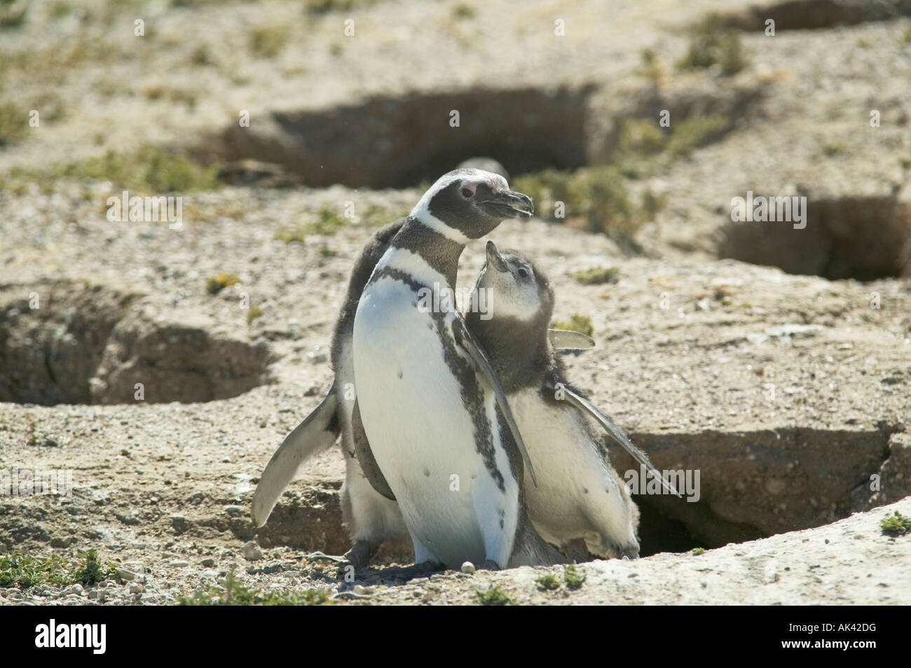 Adult Magellanic penguin and chick at their burrow on Punta Tombo, nr Trelew, Patagonia, Argentina. Stock Photo