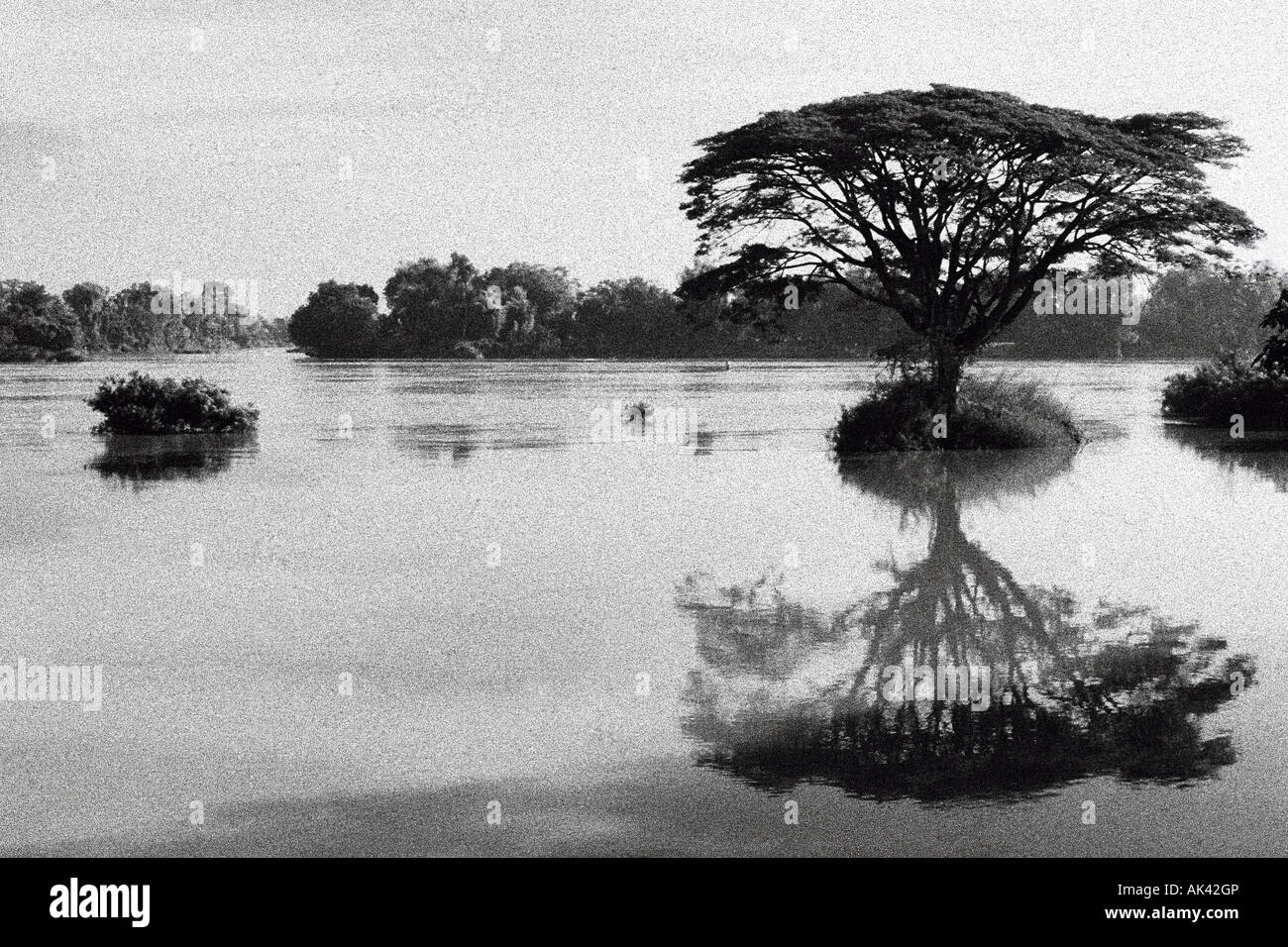 A lonesome tree out on an island in the 4000 island area of the Mekong Delta SOUTHERN LAOS Stock Photo