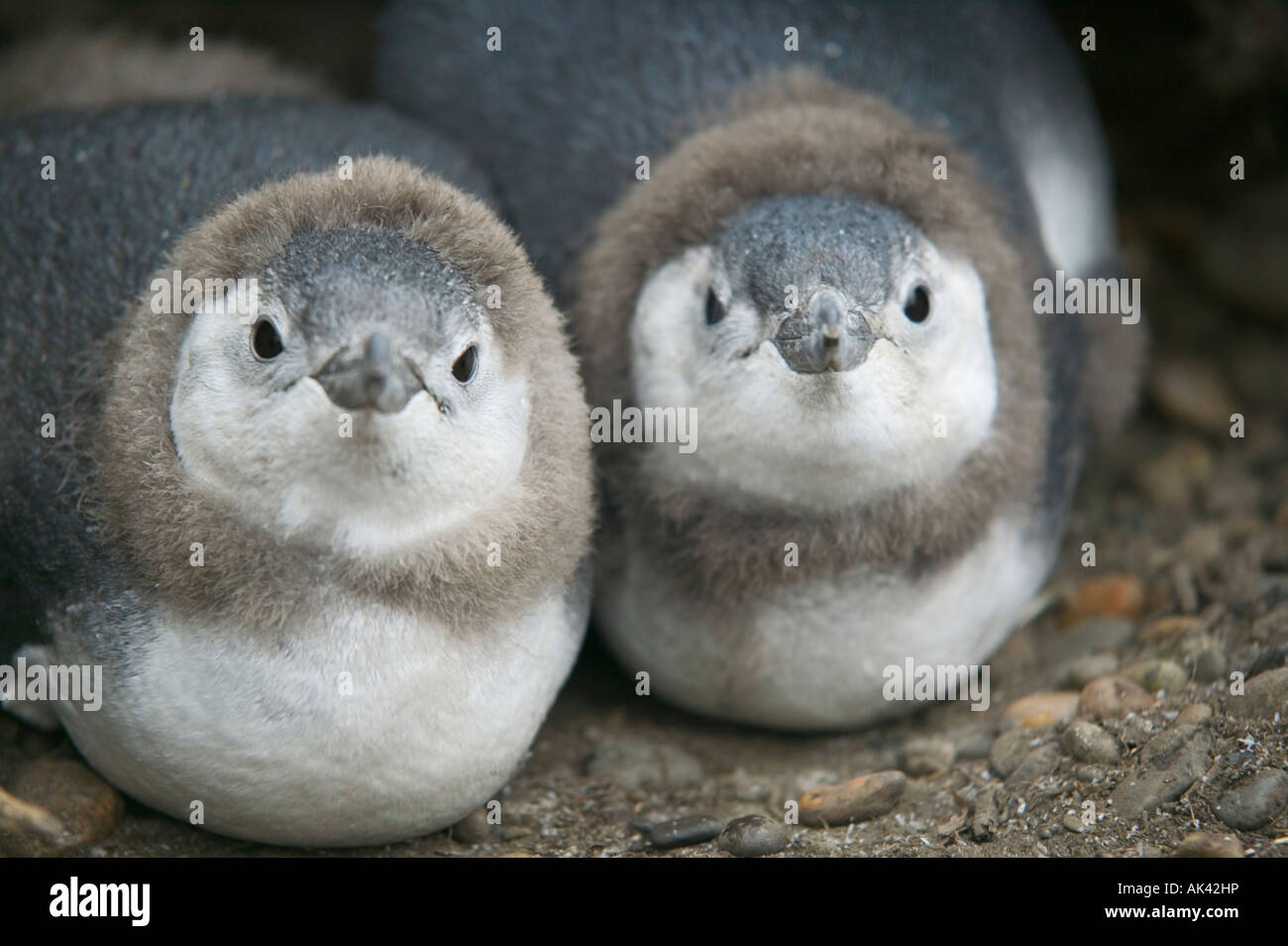 Young Magellanic penguin chicks in their nest, Punta Tombo, near Trelew, Patagonia, Argentina. Stock Photo