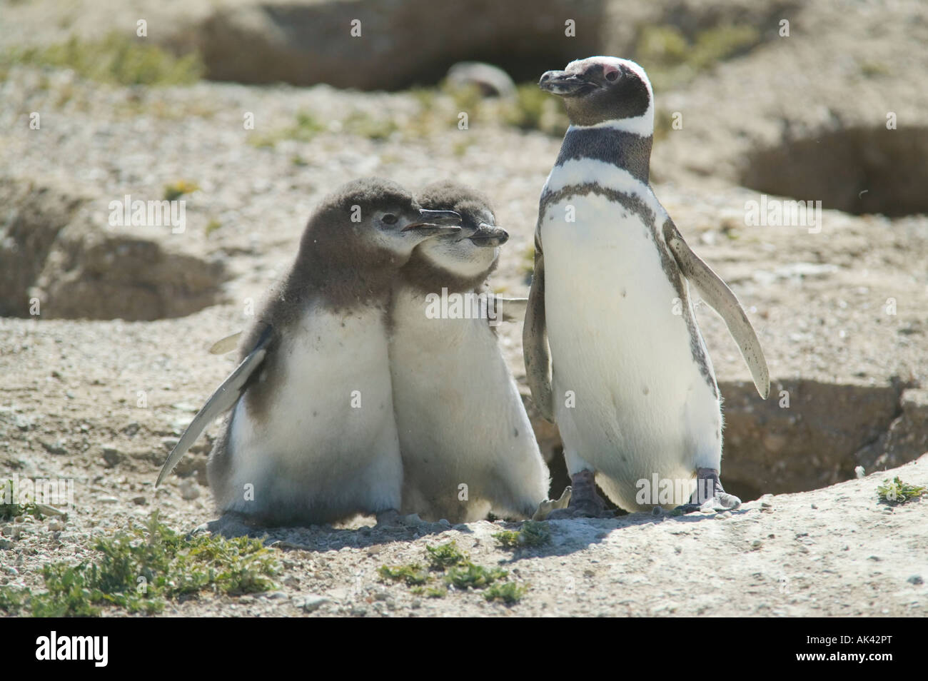 Adult Magellanic penguin and chicks at their burrow on Punta Tombo, nr Trelew, Patagonia, Argentina. Stock Photo