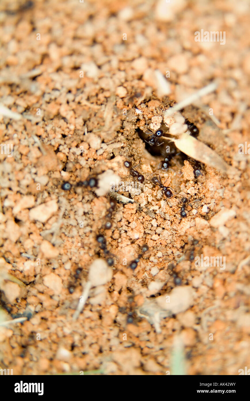 Ants Colony close-up Stock Photo