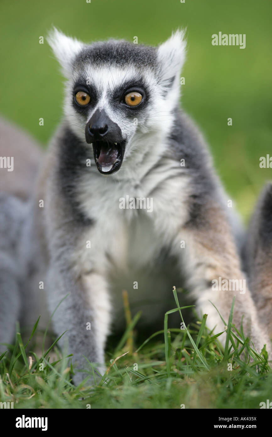 Ring tailed Lemur crying - Lemur Catta Stock Photo