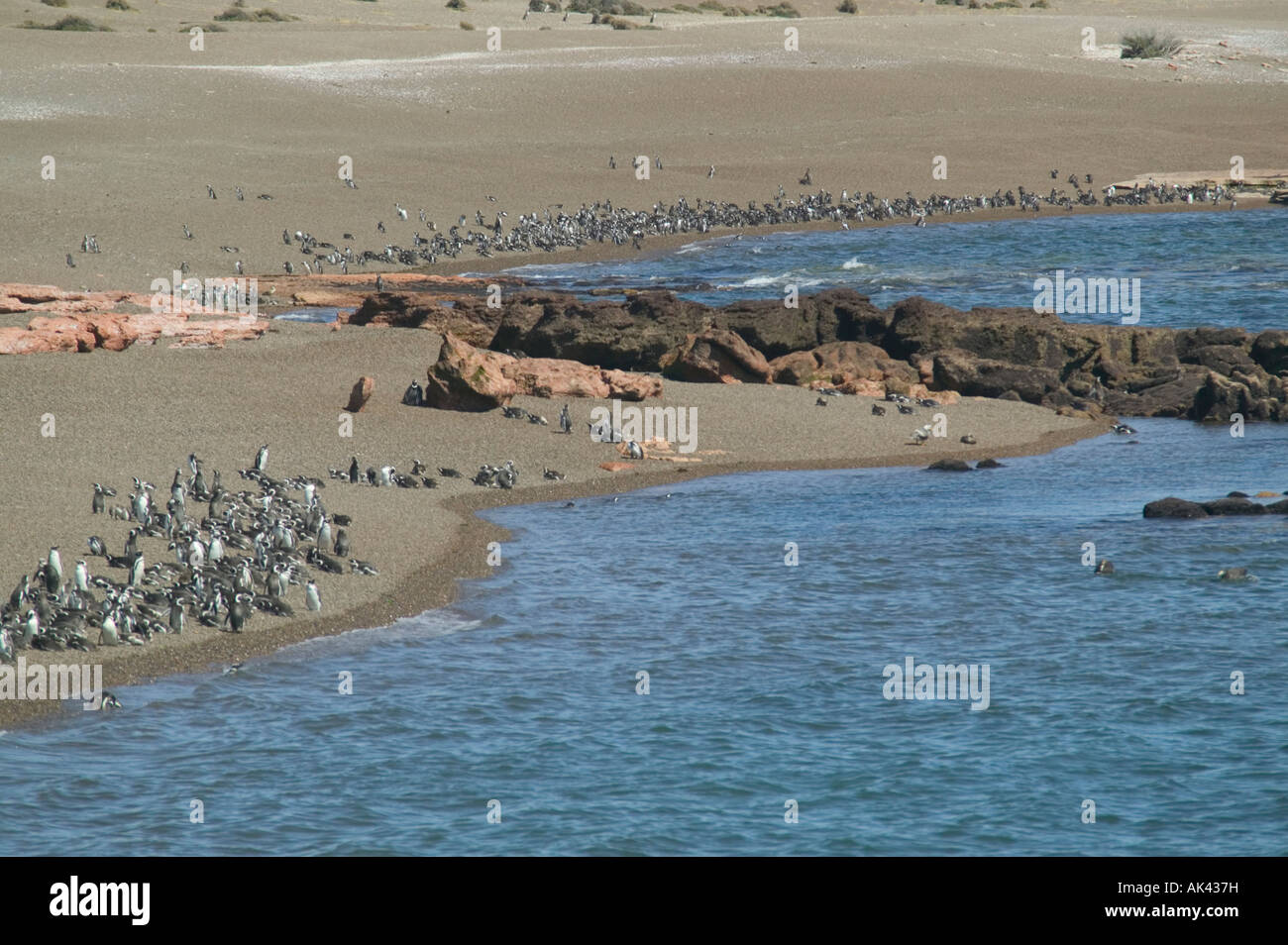 Magellanic penguins Spheniscus magellanicus on the beach at Punta Tombo nr Trelew Patagonia Argentina Stock Photo