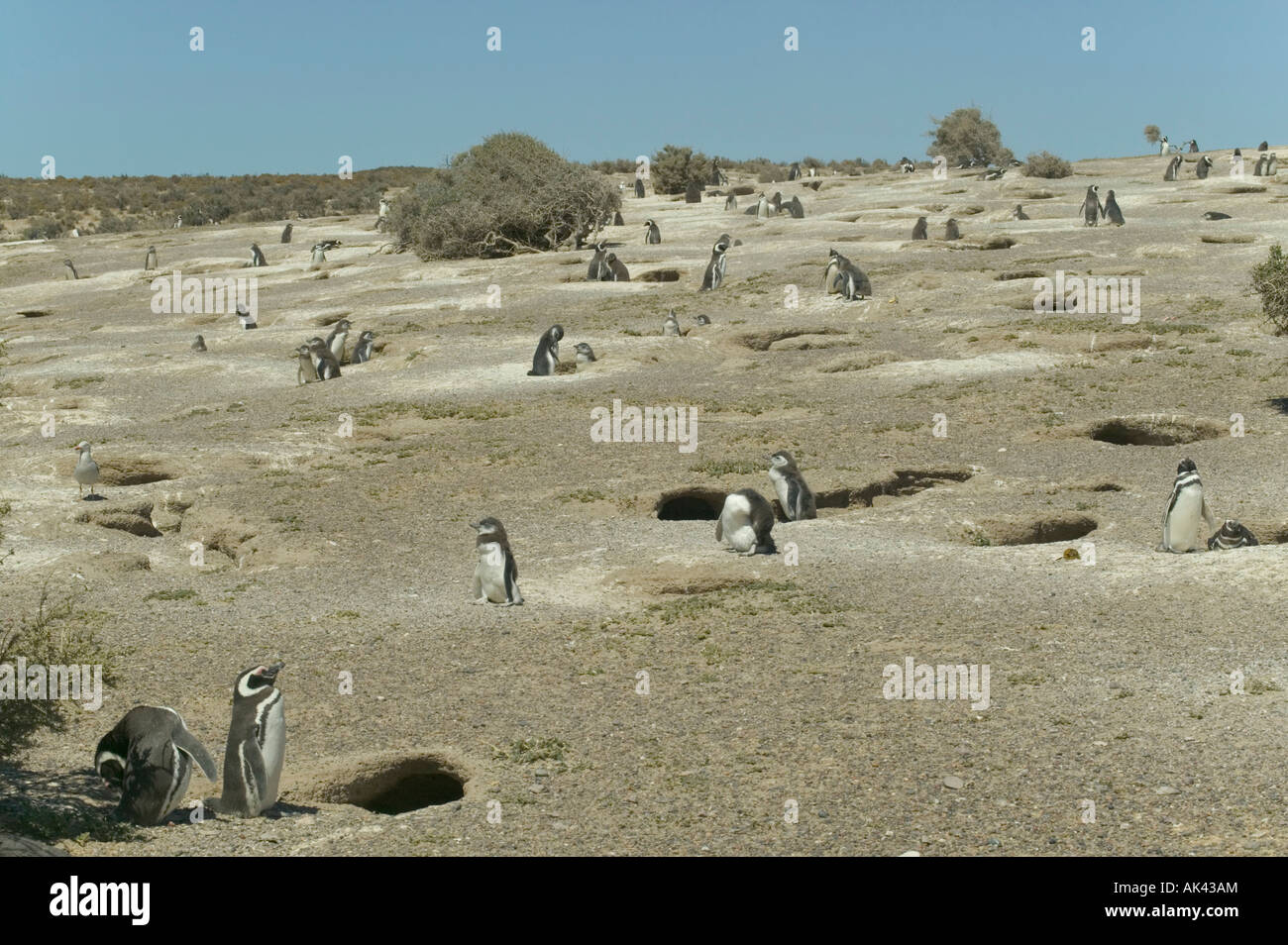 A view of scattered penguins standing outside their burrows at Punta Tombo nr Trelew Patagonia Argentina Stock Photo