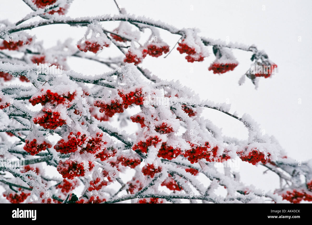 Winter berries snow hi-res stock photography and images - Alamy