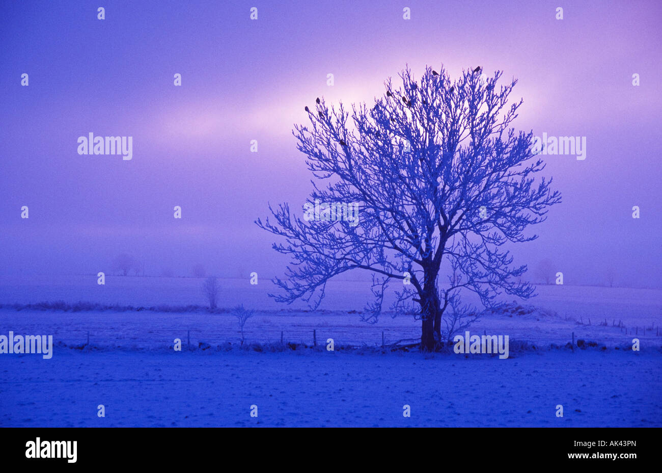 Lonly tree at dawning in wintertime Stock Photo