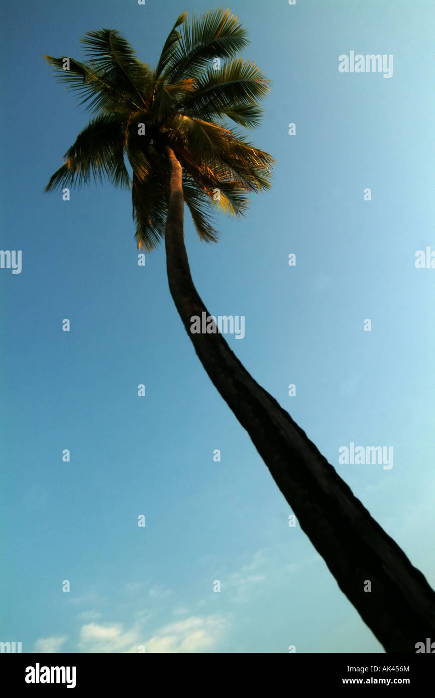 A Palm tree against a blue sky Stock Photo - Alamy