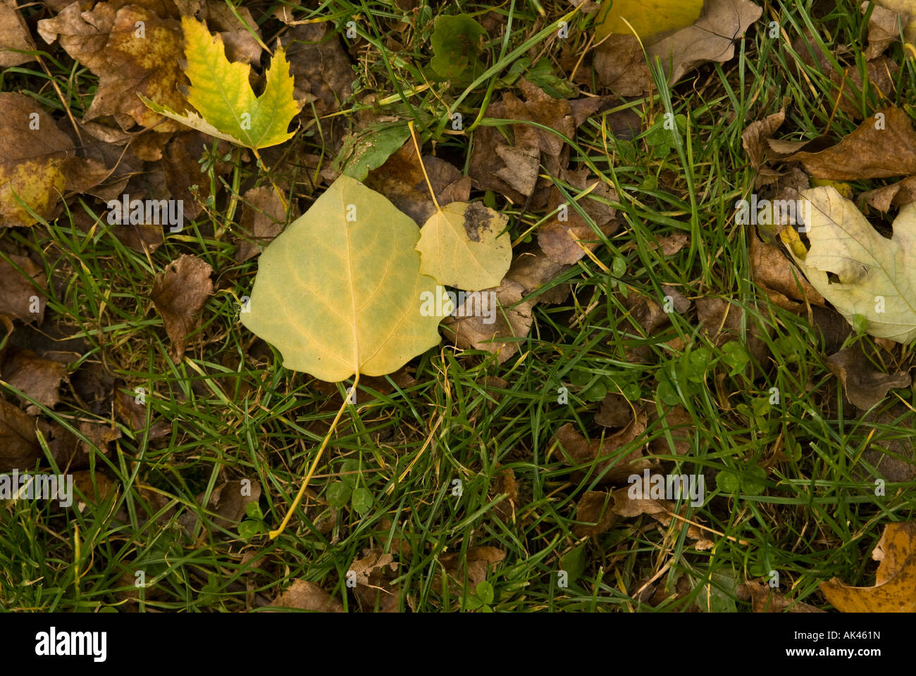 Fallen yellow autumn leaves on the grass Stock Photo - Alamy