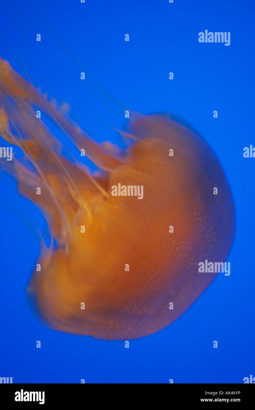 Brown Sea Nettle Jellyfish Stock Photo Alamy