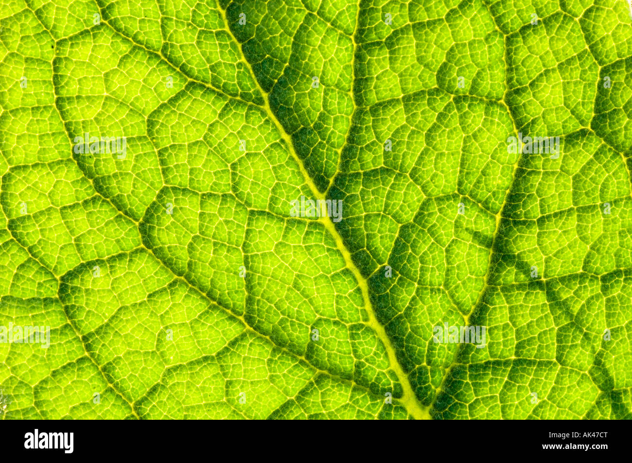 Close up view of veins and texture on a green leaf Stock Photo - Alamy