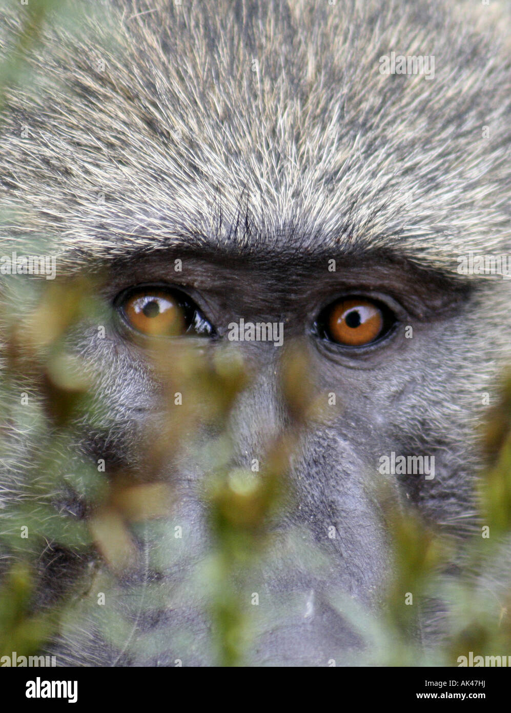 Close up face and eyes of Chacma baboon at Lake Manyara National Park in Tanzania, East Africa Stock Photo