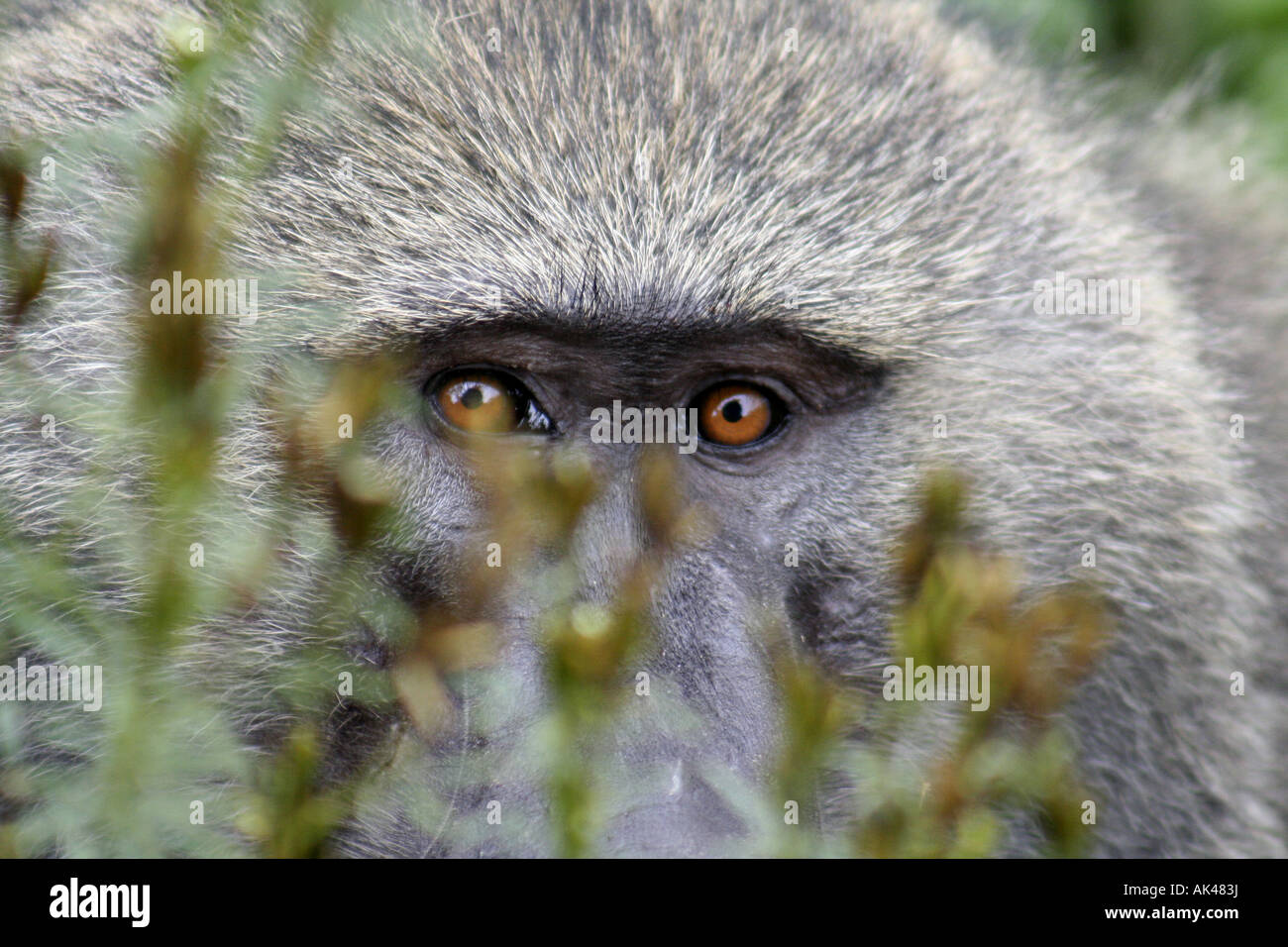 Close up face and eyes of Chacma baboon at Lake Manyara National Park in Tanzania East Africa Stock Photo