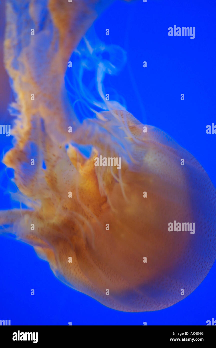 Brown Sea Nettle Jellyfish Stock Photo Alamy
