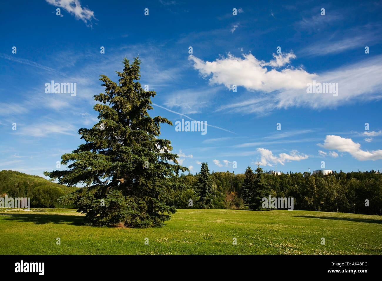Trees in a park Stock Photo - Alamy