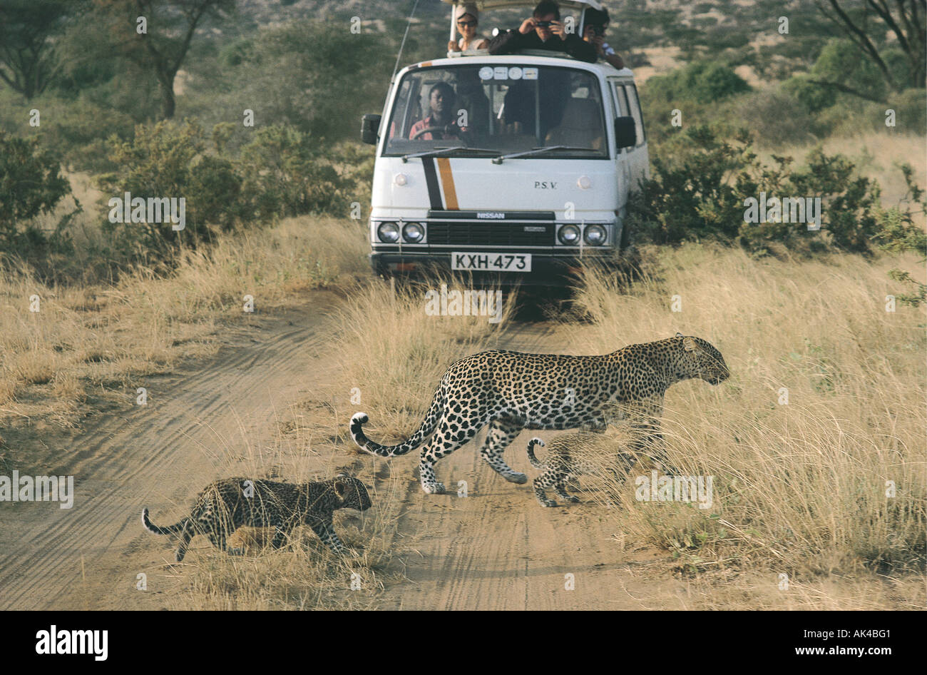 Female leopard and two cubs crossing a track just ahead of a Minibus in Samburu National Reserve Kenya East Africa Stock Photo