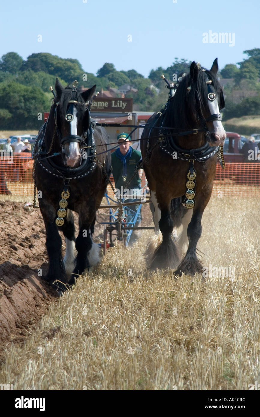 Heavy Horses working Stock Photo Alamy