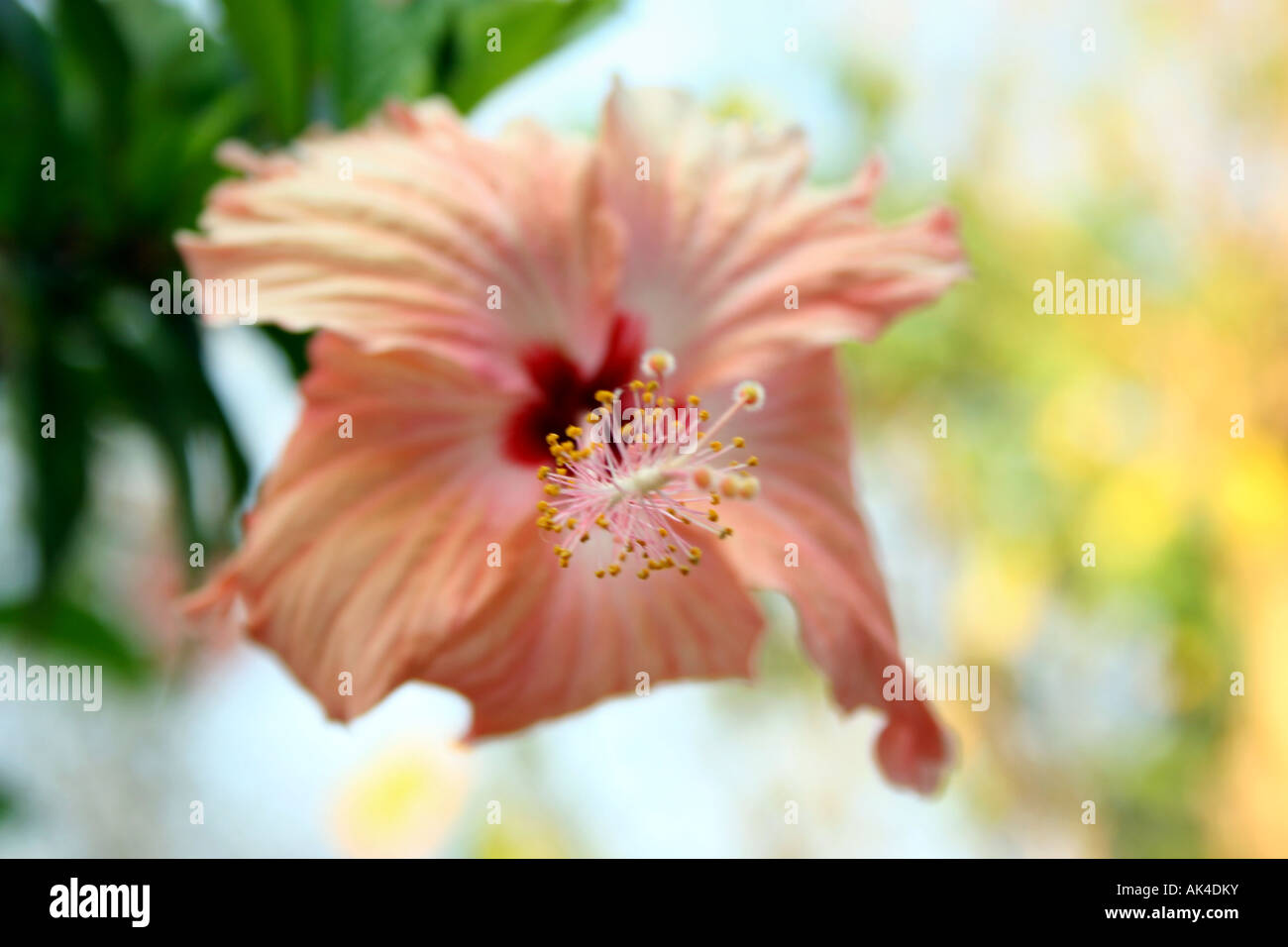 Kerala shoe flower hires stock photography and images Alamy