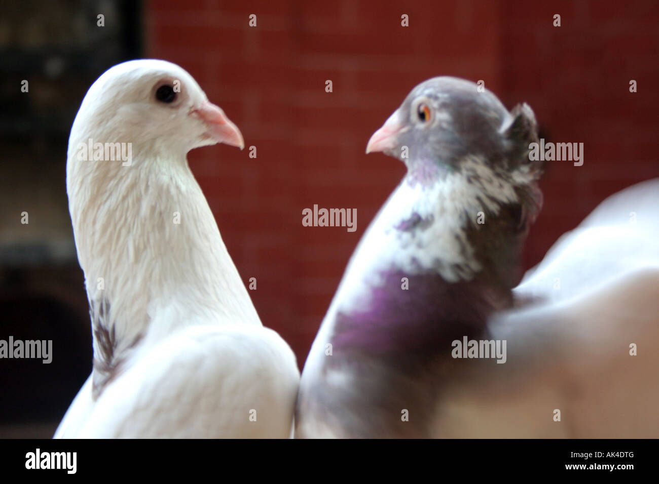 Twodoves Hi Res Stock Photography And Images Alamy