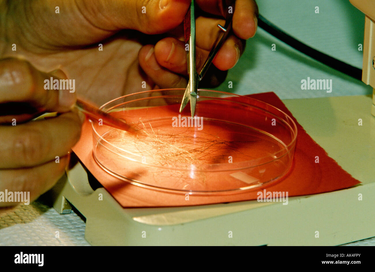 Hair for DNA analysis Stock Photo Alamy