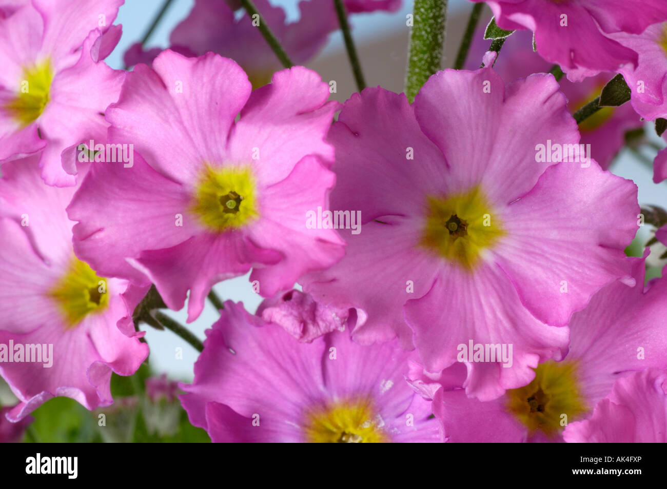 Fairy Primrose Stock Photo