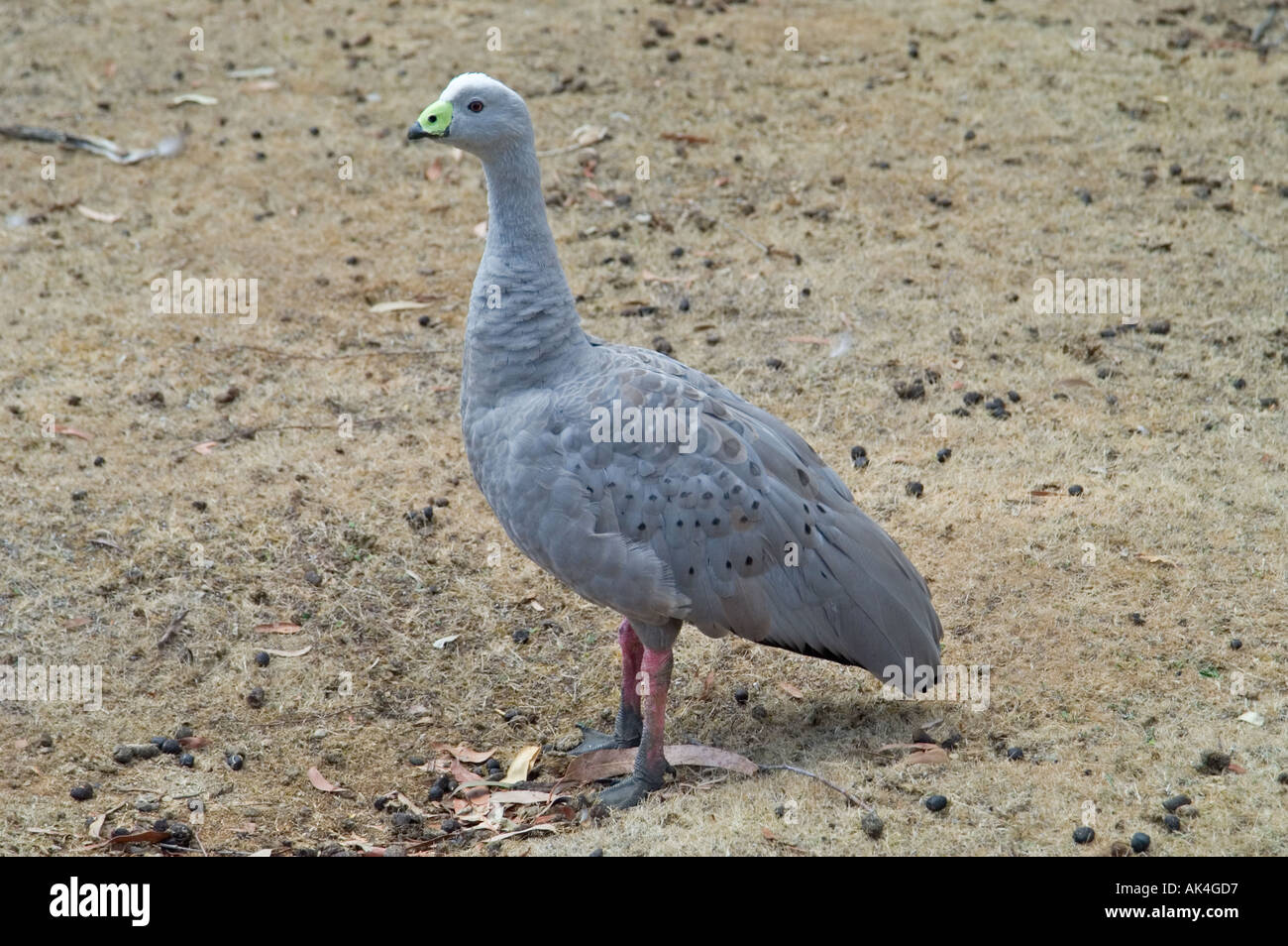 Cape Barren Goose Cereopsis novaehollandiae in Tasmanian Devil Park in
