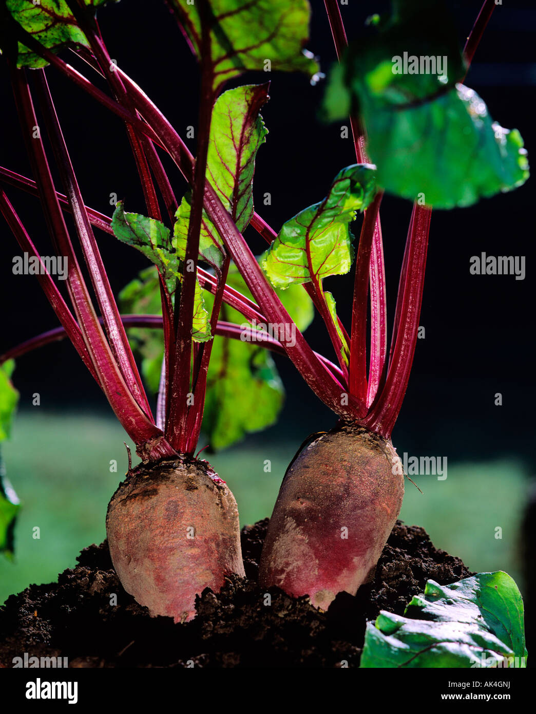 Red Turnip Stock Photos & Red Turnip Stock Images Alamy