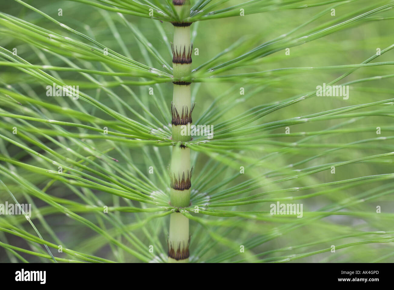 horsetail "Equisetum arvense" "Field Horsetail" green weed Stock Photo