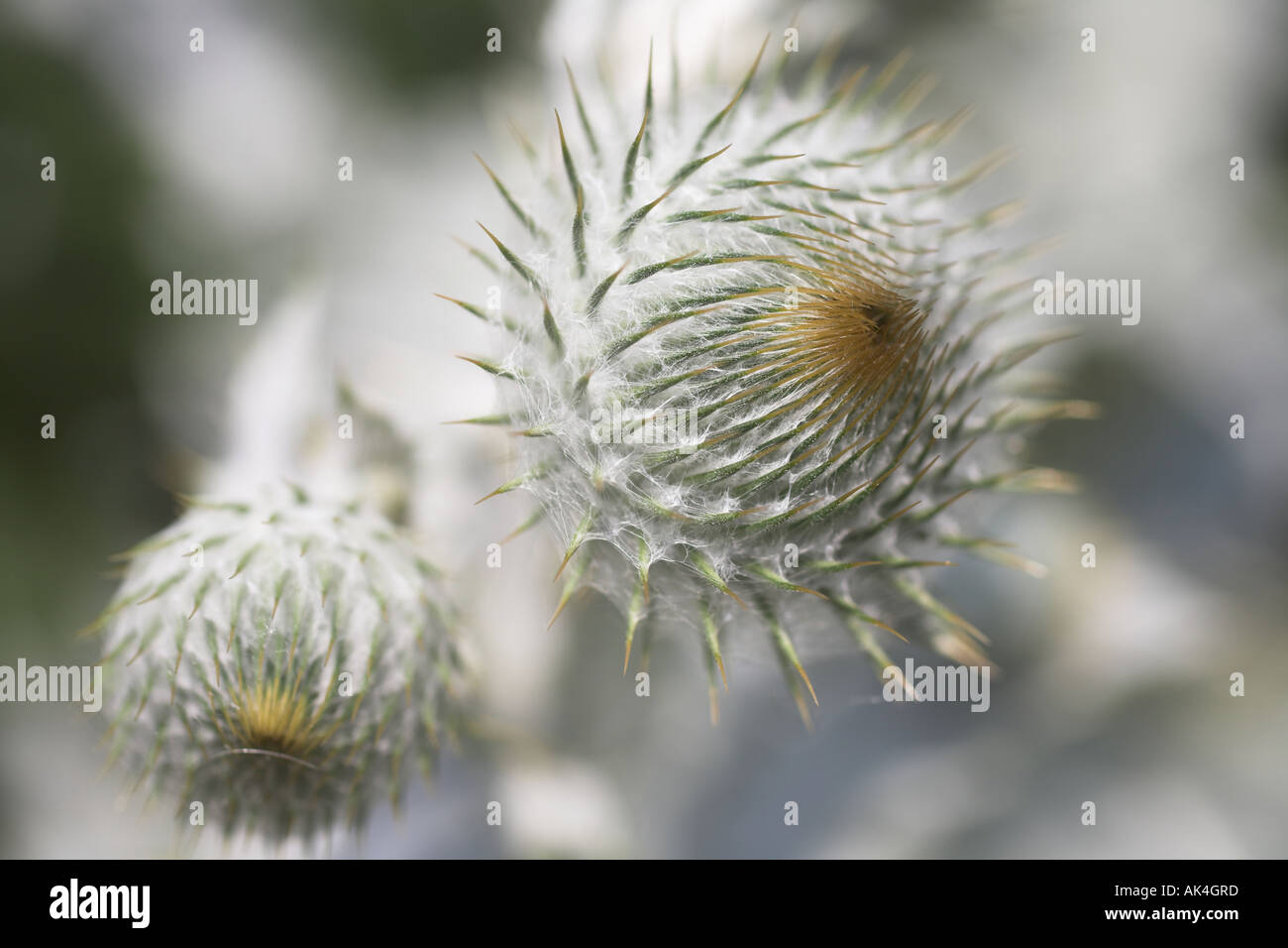 Scotch THISTLE, 'Onopordum acanthium', two flower heads. Stock Photo