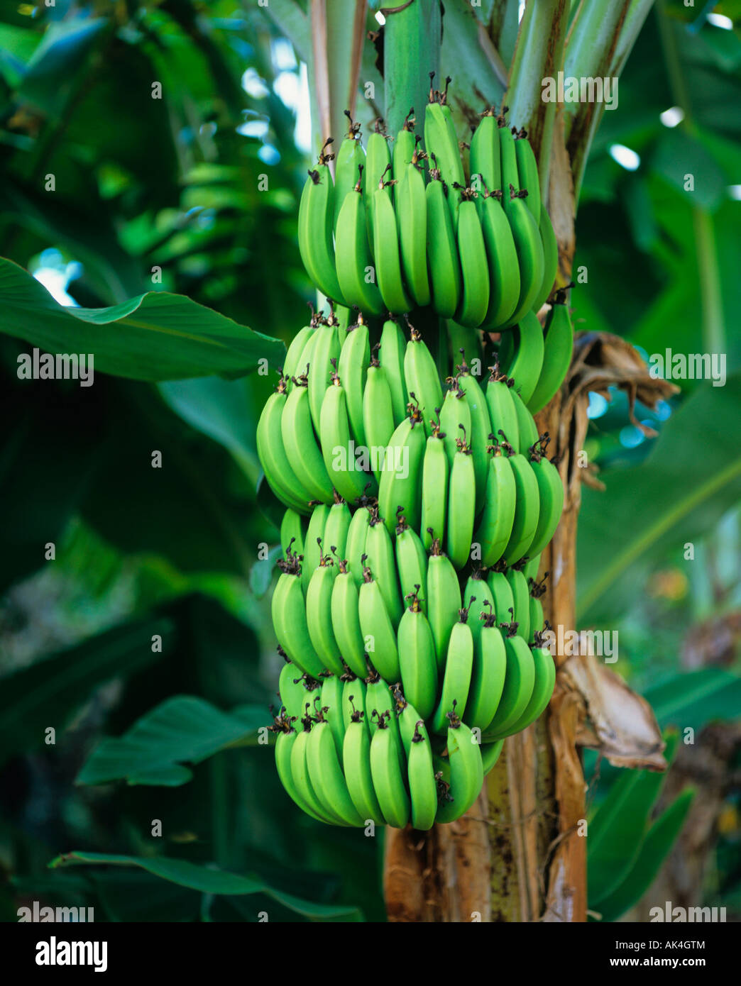 Banana tree Stock Photo 14882851 Alamy