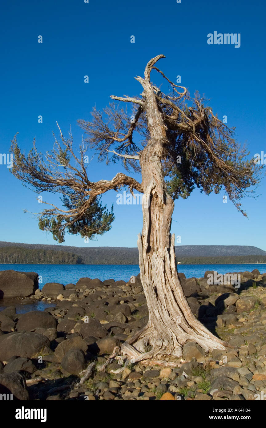 Sweeped Tree wind swept pine tree at Lake St Clair Tasmania Australia Stock Photo ...