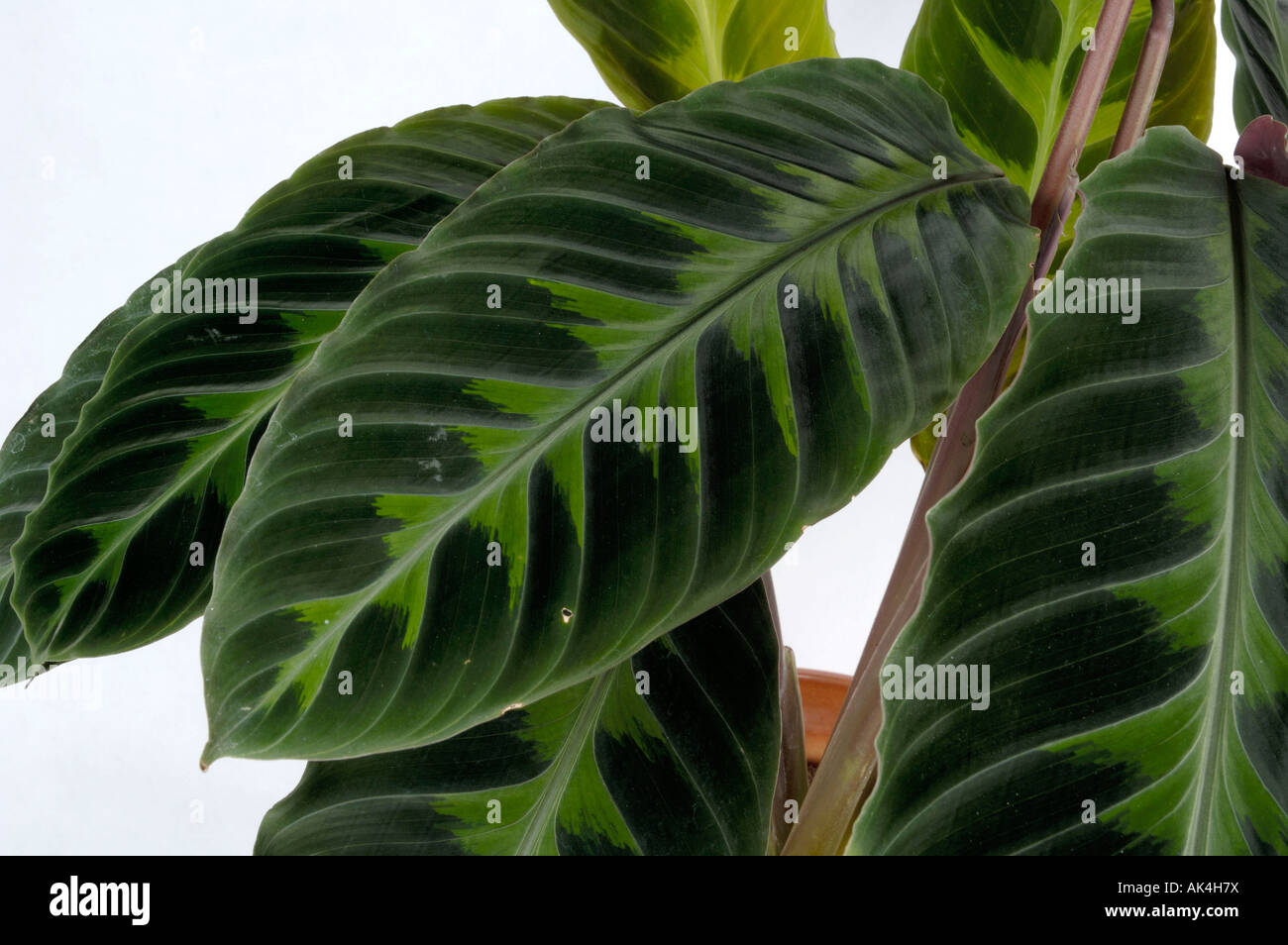 Marantacea hi-res stock photography and images - Alamy