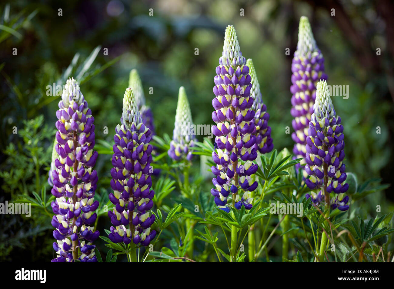 Blue and White Lupins in flower in summer border Stock Photo