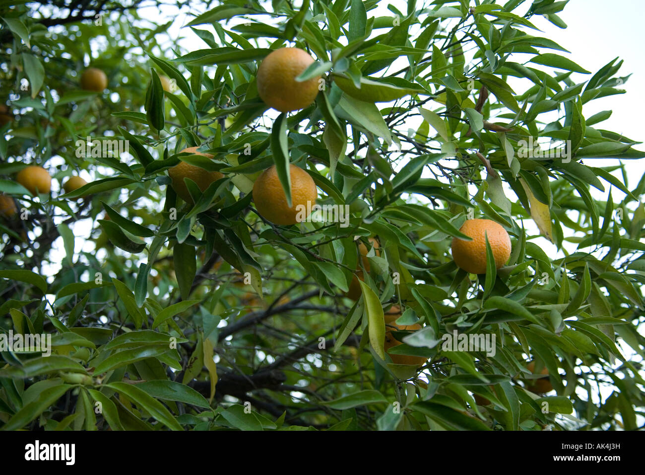 Clementine's growing on the tree, Marrakech, Morocco,North Africa Stock