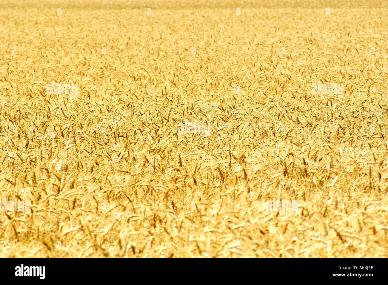 Weed farming hi-res stock photography and images - Alamy