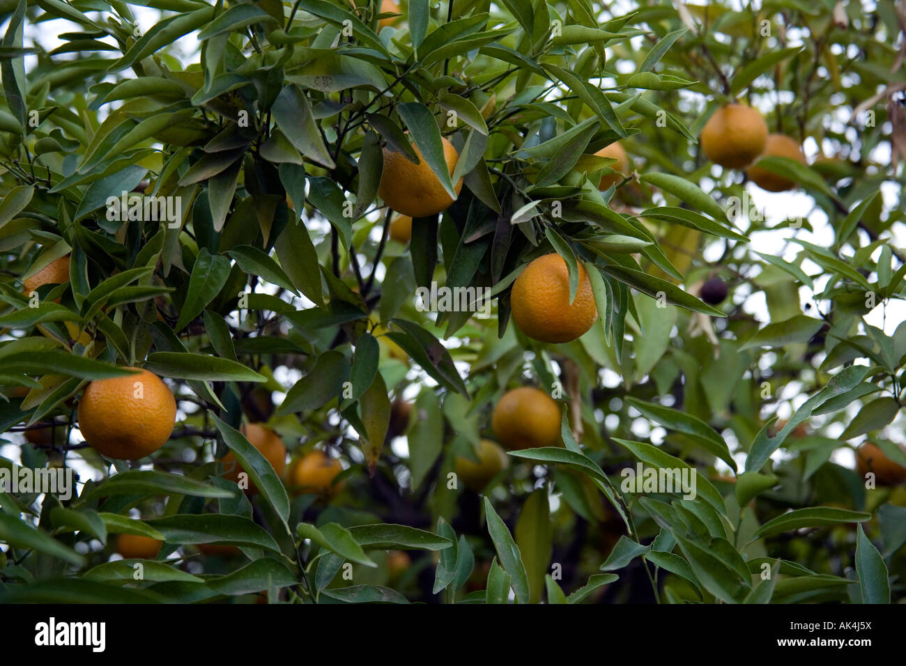 Clementine's growing on the tree, Marrakech, Morocco,North Africa Stock