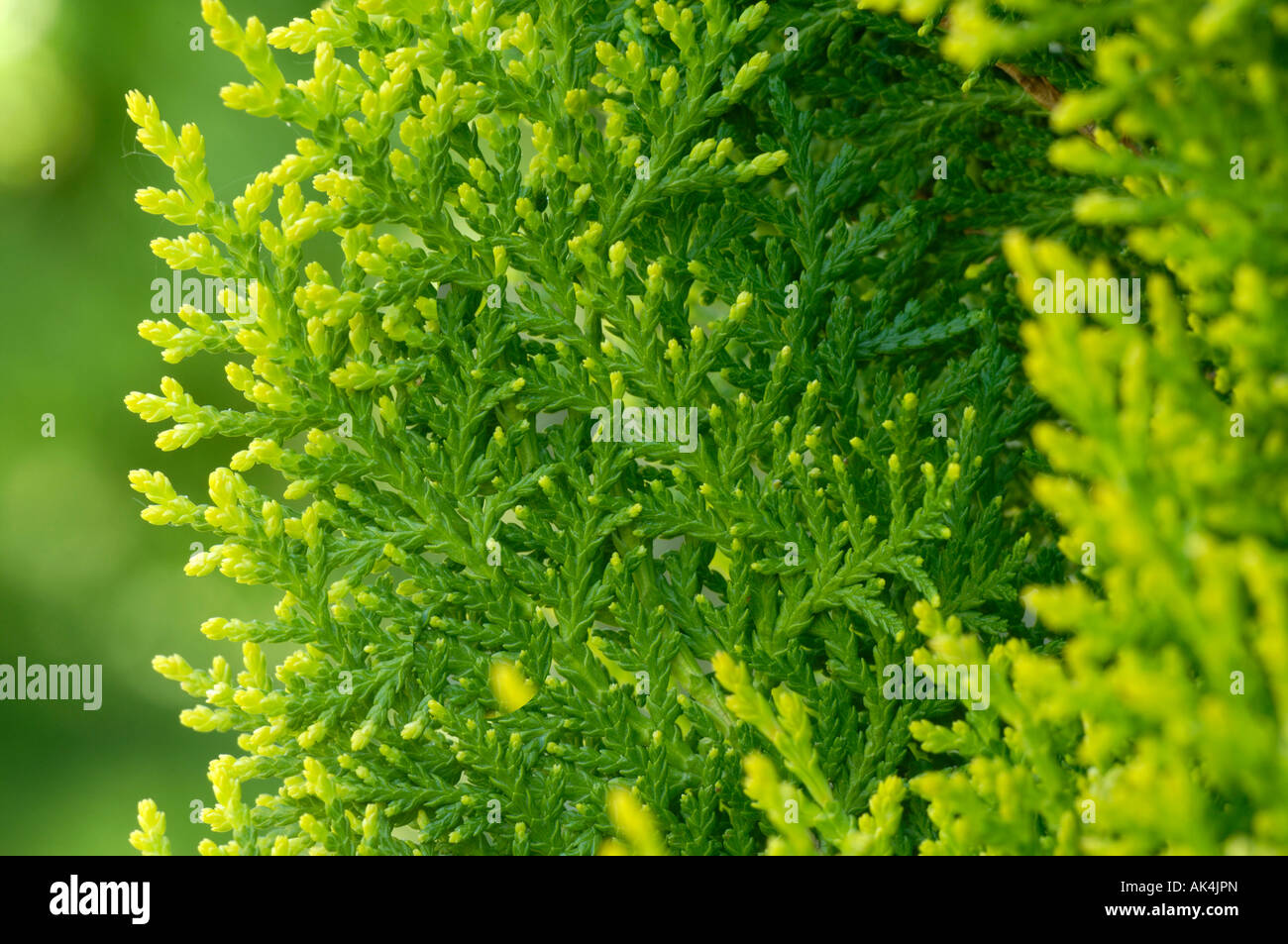 Arborvitae / Red Cedar Stock Photo - Alamy