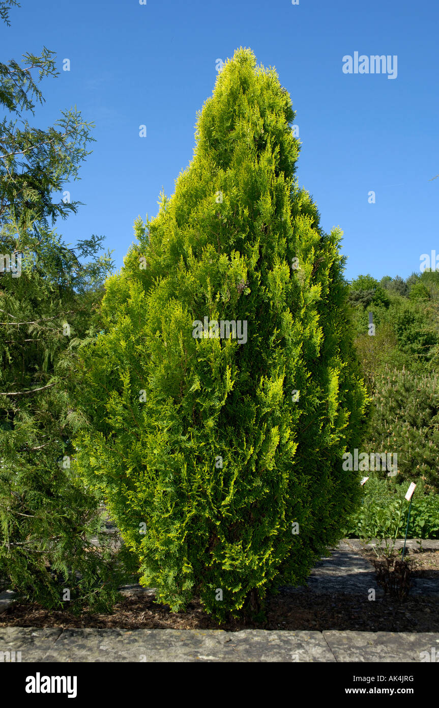 Arborvitae / Red Cedar Stock Photo - Alamy