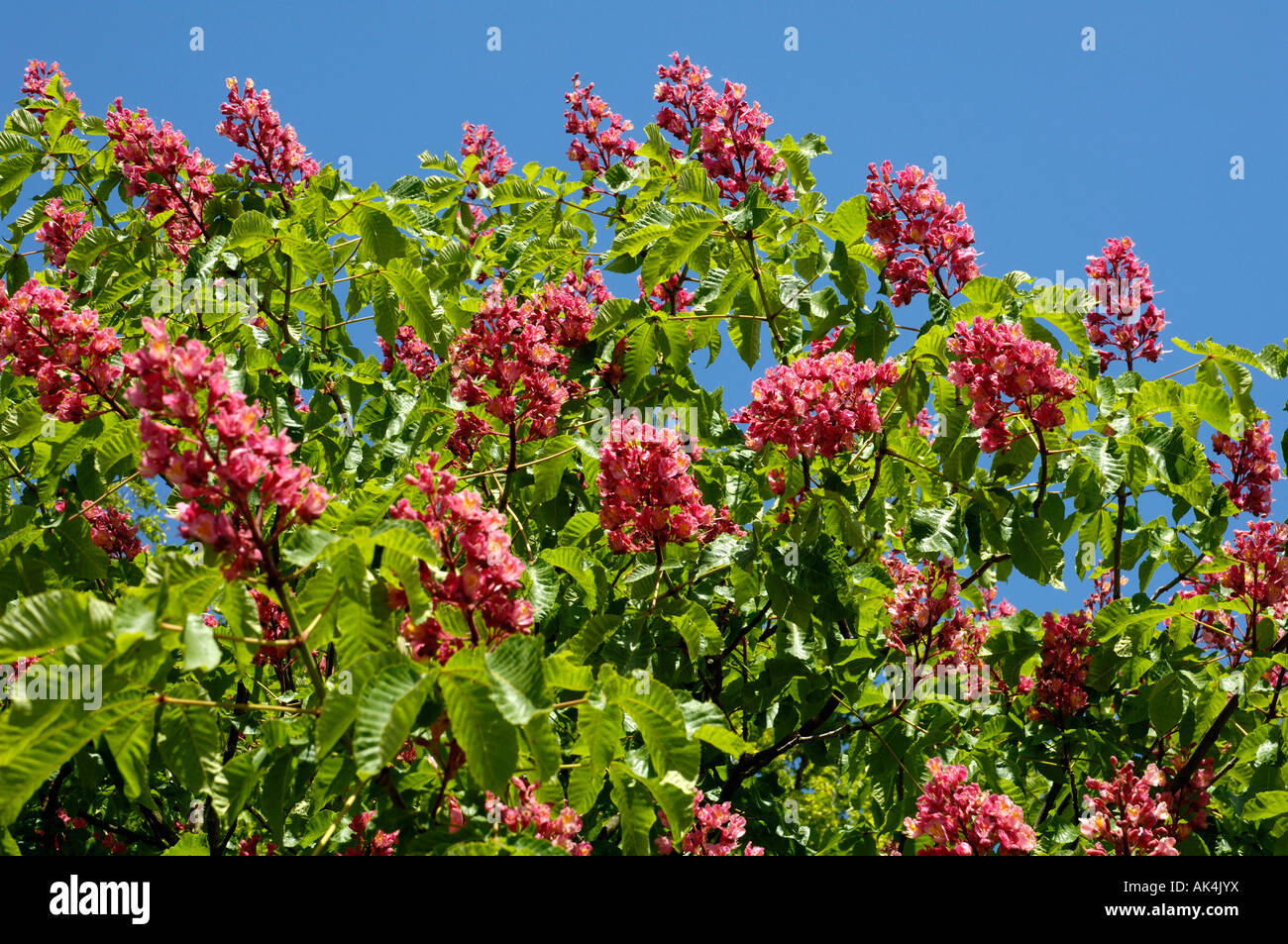 Red Horse Chestnut Stock Photo - Alamy