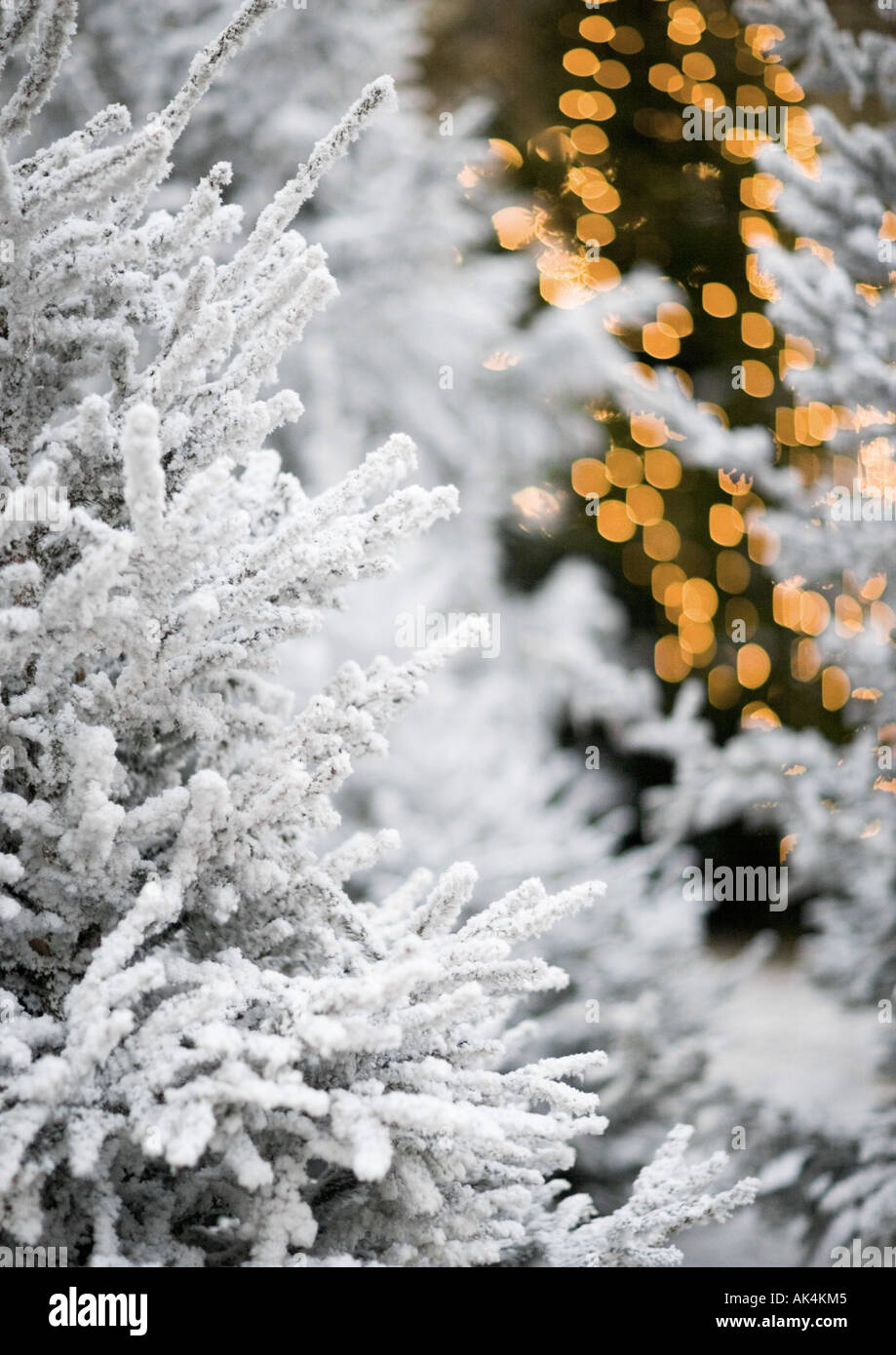 Night time pine trees hi-res stock photography and images - Alamy
