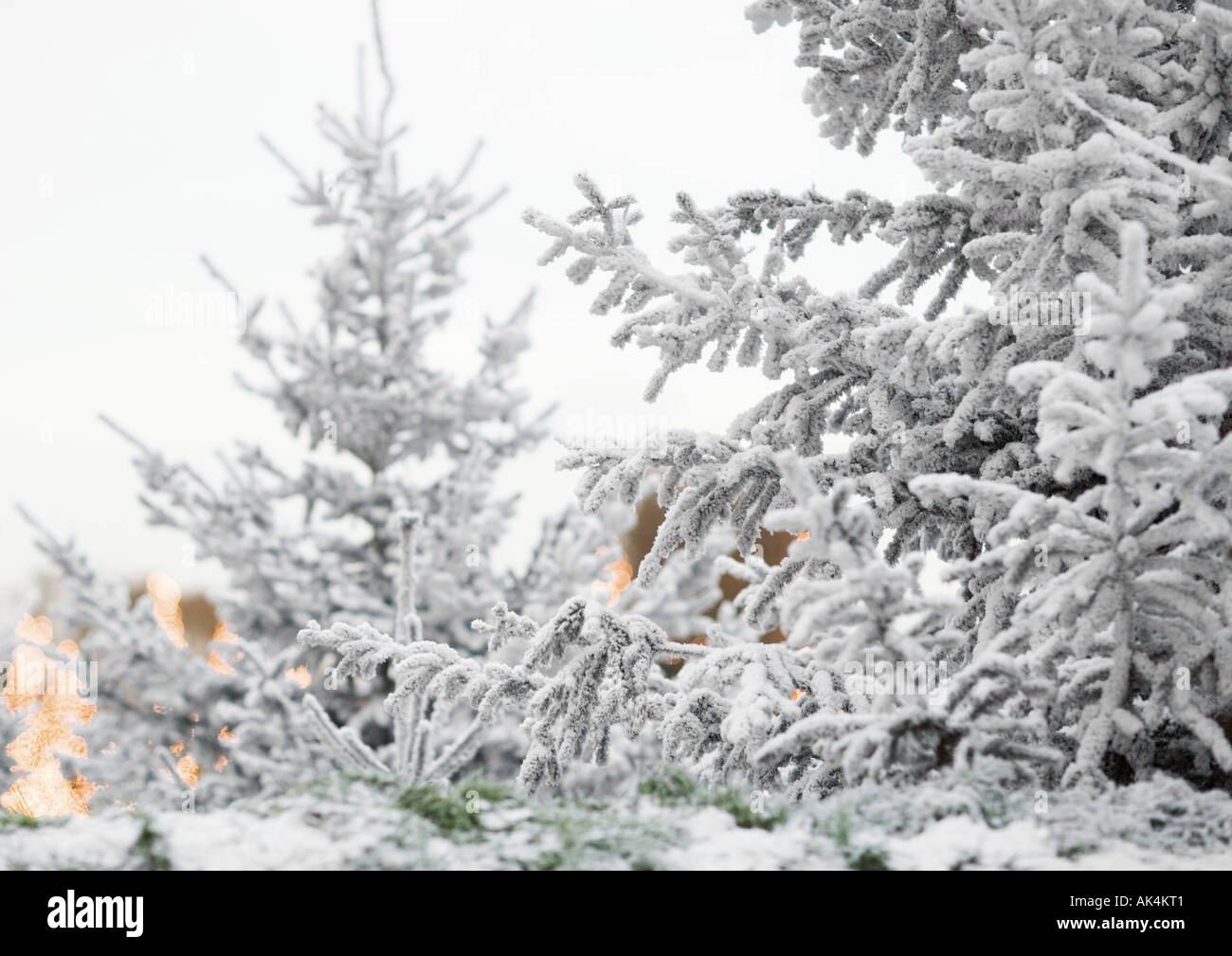 Fir trees in snow on hi-res stock photography and images - Alamy