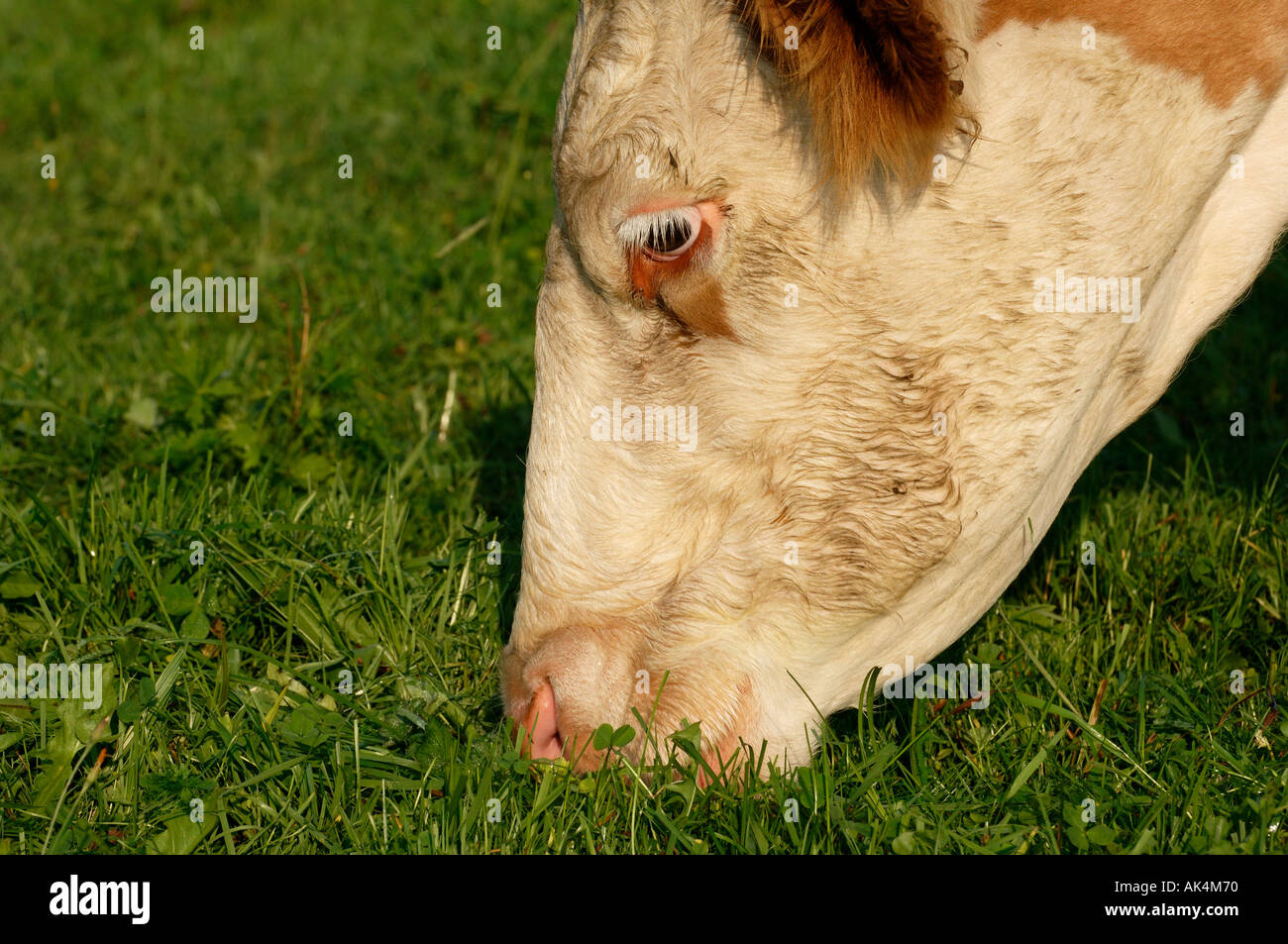 gras fressende Kuh Detail gras eating cow detail closeup view Stock Photo