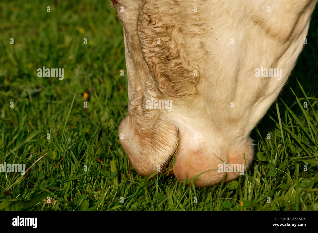 gras fressende Kuh Detail gras eating cow detail closeup view Stock Photo